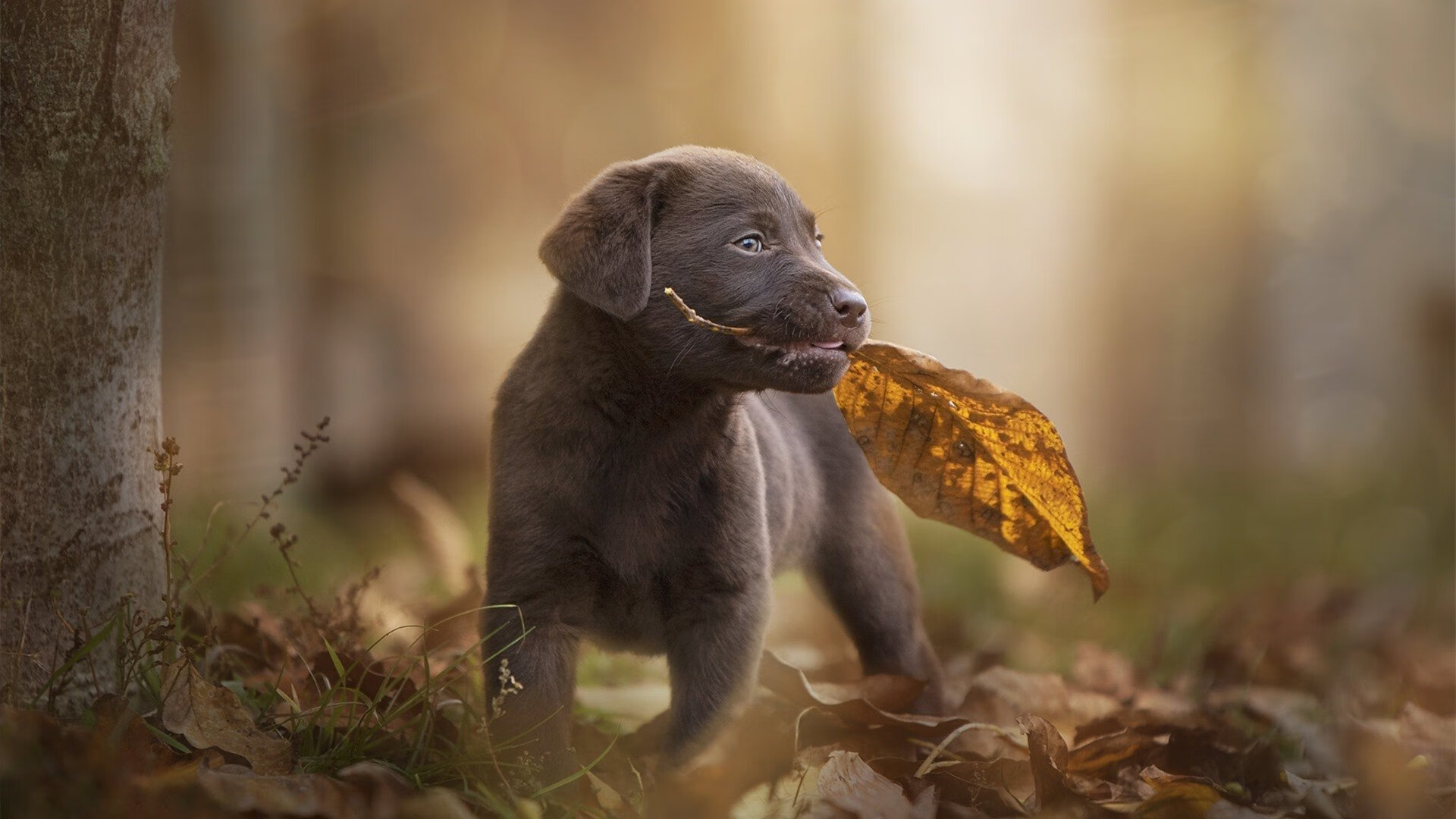 最后两厘米，德国险胜中国的七局鏖战