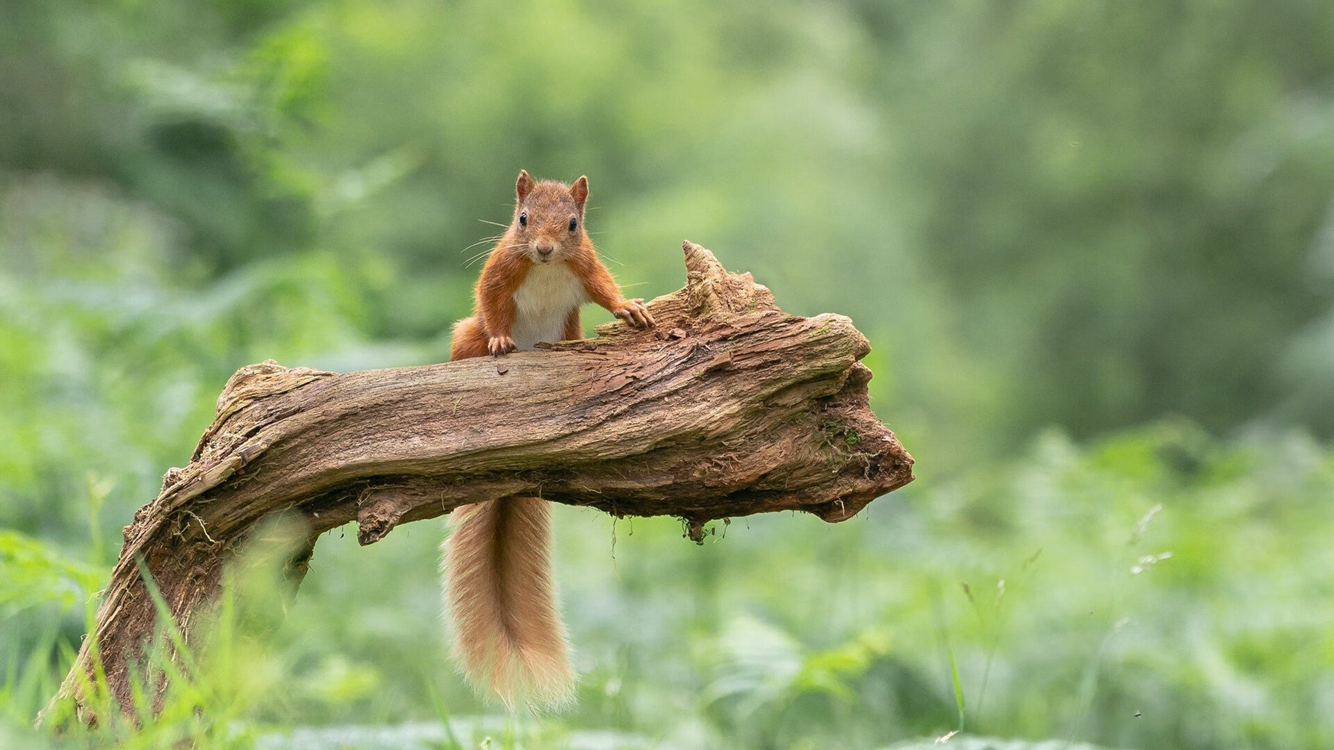 当中国带走罗马，福登如何成为文明对话的关键先生