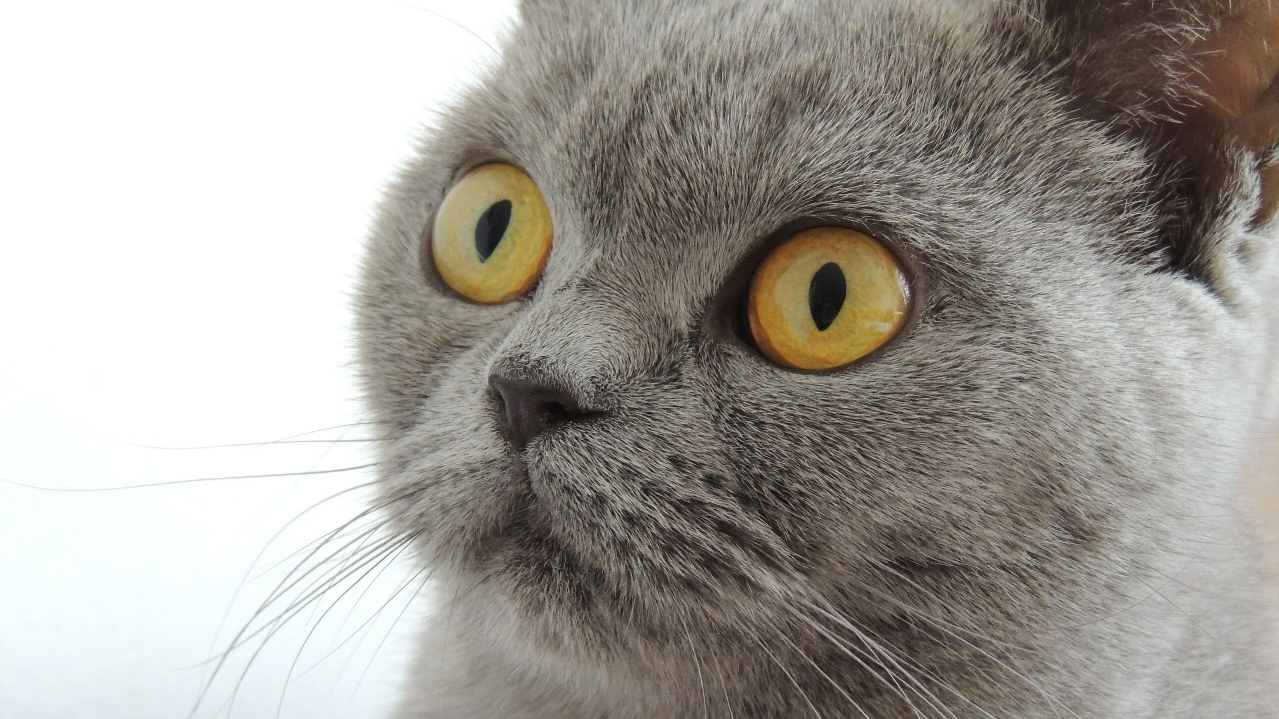 逆袭与颠覆，新西兰如何提前终结瑞典的年度焦点之战悬念