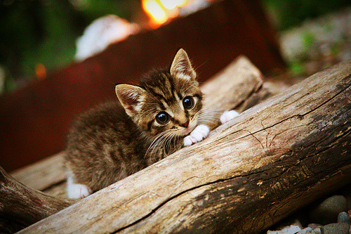 当美式个人英雄主义遇上中国整体篮球哲学,深圳队如何让哈利伯顿的57分成为空砍?