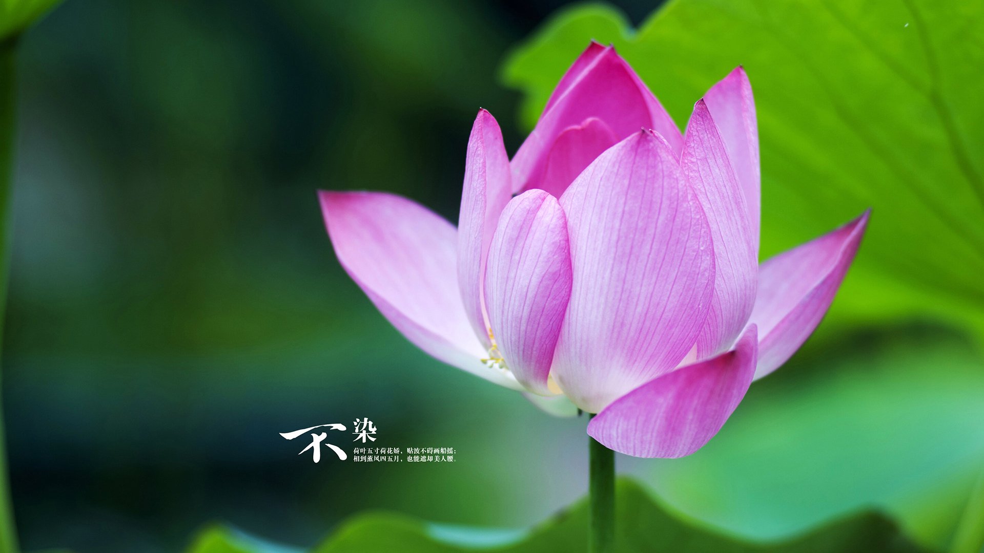 开云下载-2026世界杯焦点战，新疆队黑马崛起，强势击败猛龙队晋级16强