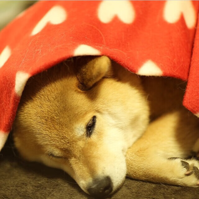 开云-伊朗钢铁防线强行终结勒沃库森神话，巴尔韦德一箭穿心成关键先生