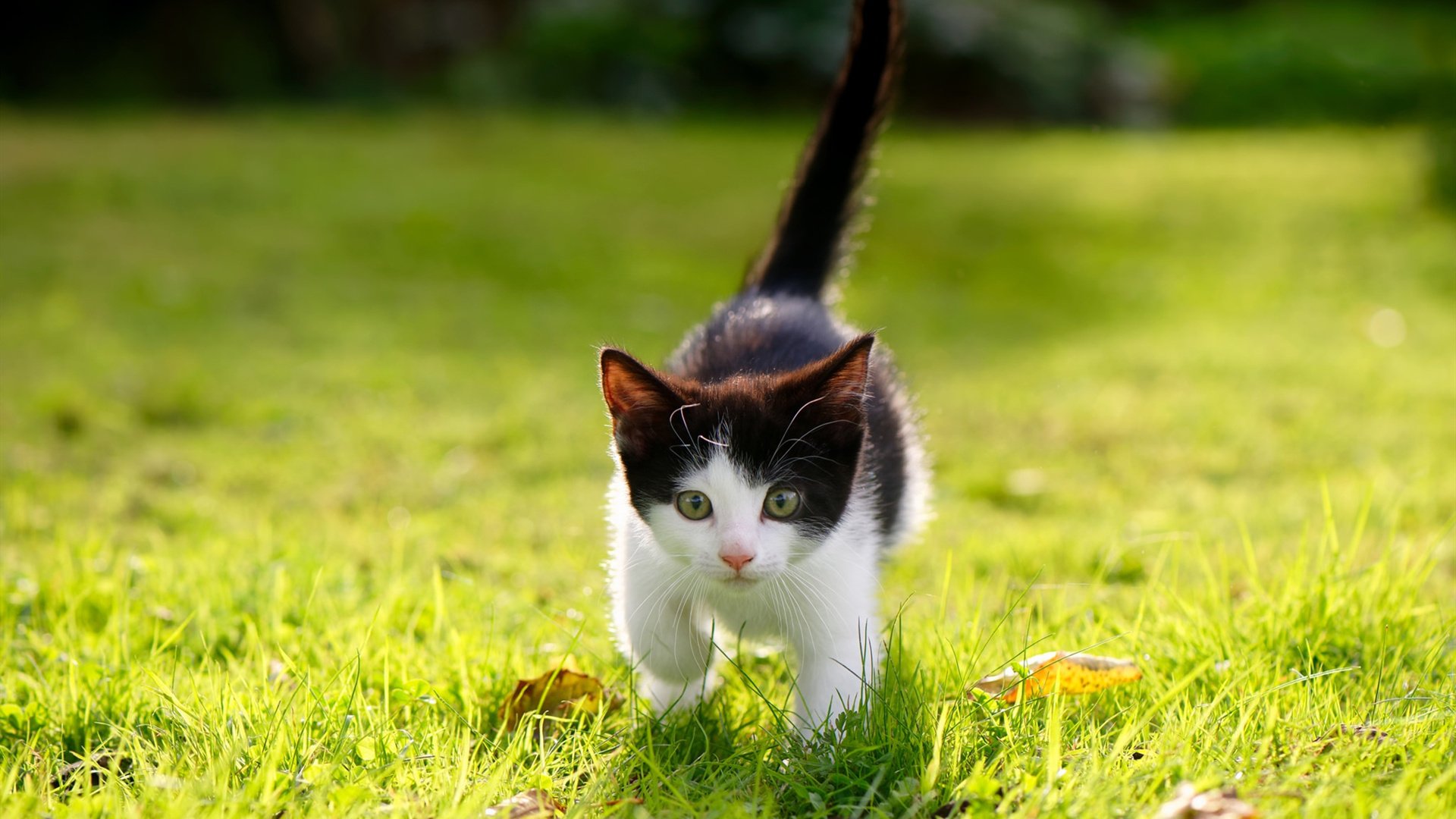 东决祭坛，当布克将历史撕成自己的形状