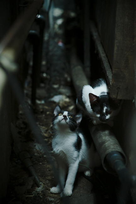 开云体育app-金字塔引擎，拿破仑远征密码与阿劳霍在F1开罗街道的世纪接管